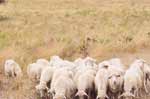 Sheep in Sardinia